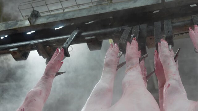 Pig carcasses hanging on hooks on an overhead conveyor in a slaughterhouse