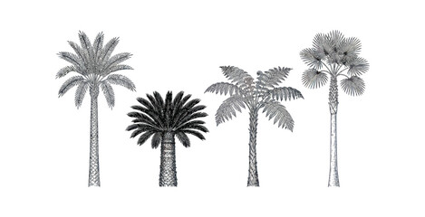 Obraz premium Hand Drawn Palm Tree Clipart Set