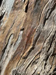Texture naturelle d’un tronc d’Eucalyptus montrant les détails uniques de son écorce vivante © Hagen411