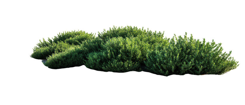 bush cutout isolated illustration on transparent background cutout isolated illustraion cutout isolated illustraion on transparent background