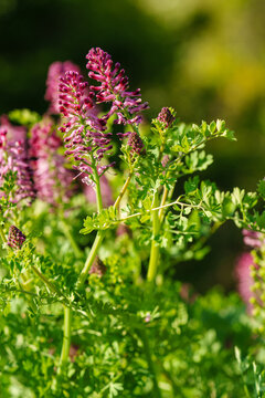 Fumaria microcarpa blooming in a sunny field