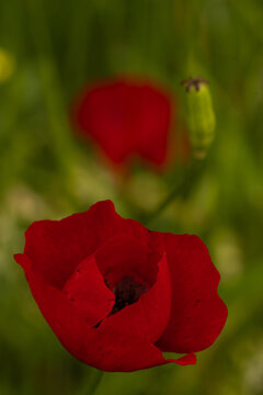 Vibrant red common poppy flower blooming in a green field
