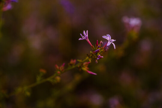 Close up of a Plumbago europaea flower with a dark blurred background