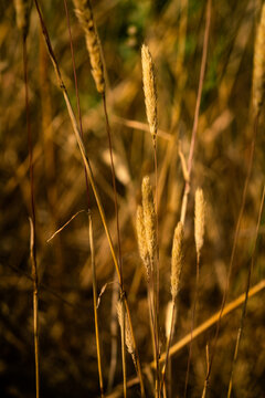 Close up view of Koeleria cristata grass in field