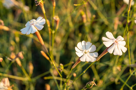 White Silene chlorifolia flowers blooming in a meadow at sunset