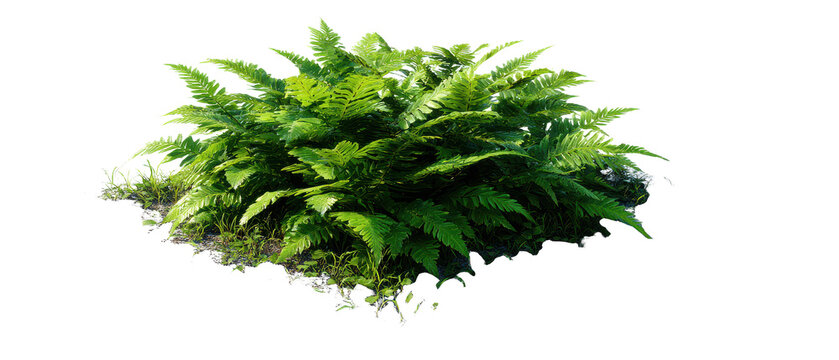 fern plant cutout isolated illustration on transparent background cutout isolated cutout isolated illustraion on transparent background
