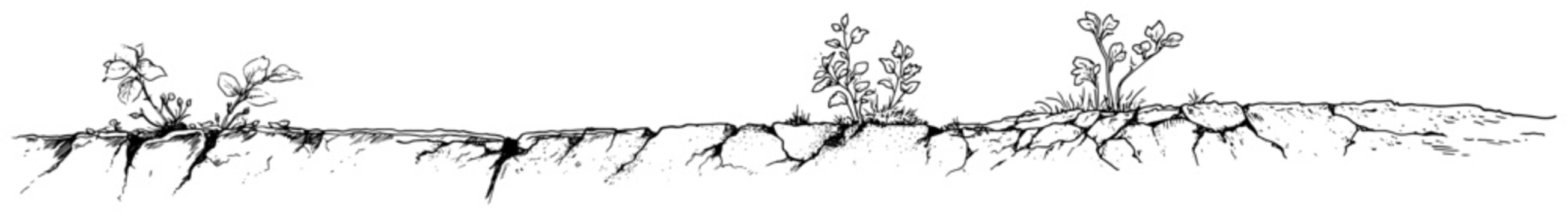 Ground cross section with wild plants growing from soil hand drawn sketch