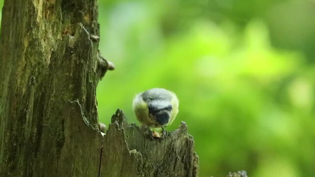Blue Tit (Cyanistes caeruleus)