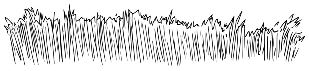 Tall grass field or meadow border in vintage engraving style © Kaz