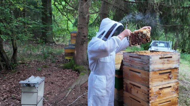 Beekeeper Inspecting Beehive at Forest Apiary &ndash; Close-Up of Hive Inspection and Honey Bee Colony Management in Woodland Beekeeping Environment