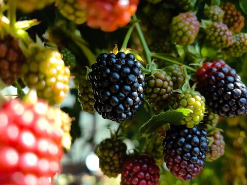 Macro photograph of a dense cluster of blackberries in different stages of ripening. Close-up of ripe black, red, and green unripe berries growing on a bush in warm sunlight.