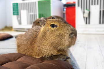 Close-up profile portrait of a capybara resting its paws on a cushioned bench indoors, with cages and colorful pet enclosures visible in the blurred background © Nikolay N. Antonov