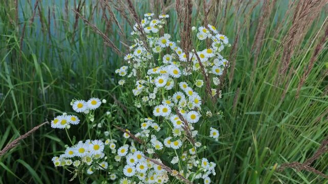 Beautiful wild daisy flowers blooming on a grassy shore of a calm blue pond, gently swaying in a summer breeze