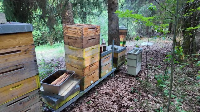 Beekeeper Inspecting Beehive at Forest Apiary &ndash; Close-Up of Hive Inspection and Honey Bee Colony Management in Woodland Beekeeping Environment