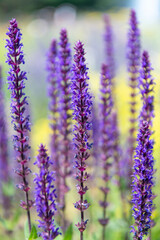 Obraz premium Field of lavender. Lavender flowers in summer. France Provence lavender field. Purple lavender bloom in nature. Composition of nature. Summer blooming flower. Blooming flower field