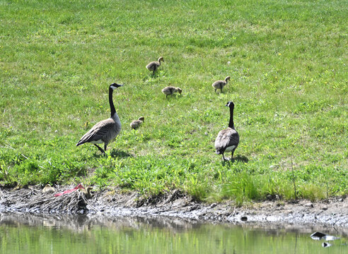 Canada Goose Family
