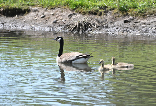 Canada Goose Family