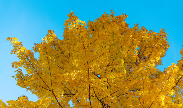 Autumnal season in park. Seasonal leaves and tree. Natural autumn. Autumn beauty of nature. Fall season. Nature in forest. Fall leaves in park. Autumn forest. Nature in fall season. Falling leaves