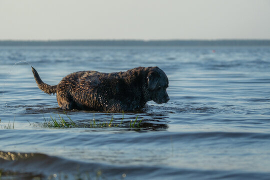 Black Dog Wading Through Lake Water in Evening Light