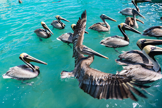 Pelican migration. Bird swim in formation. Birds migration. Flock of pelican bird. Migratory birds migration. Wild migrating pelican flying. Pelican swimming in sea. Flock of birds. Fauna and nature