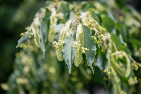 Linden tree bloom. Flowering nature closeup. Macro of flowering linden tree. Blossoming season. Natural tree plant. Flora nature. Aromatic blooming linden in nature