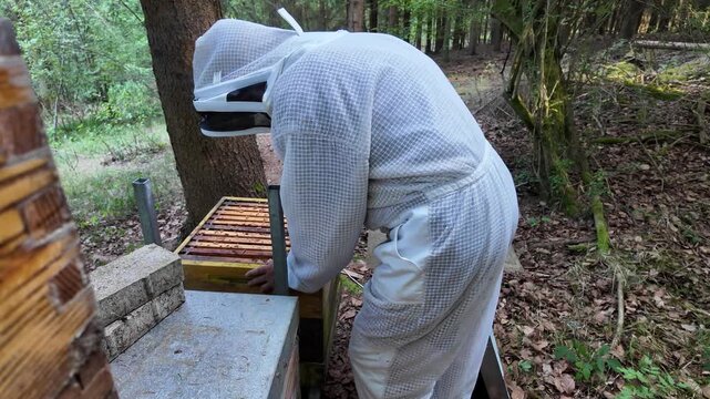 Beekeeper Inspecting Beehive at Forest Apiary &ndash; Close-Up of Hive Inspection and Honey Bee Colony Management in Woodland Beekeeping Environment