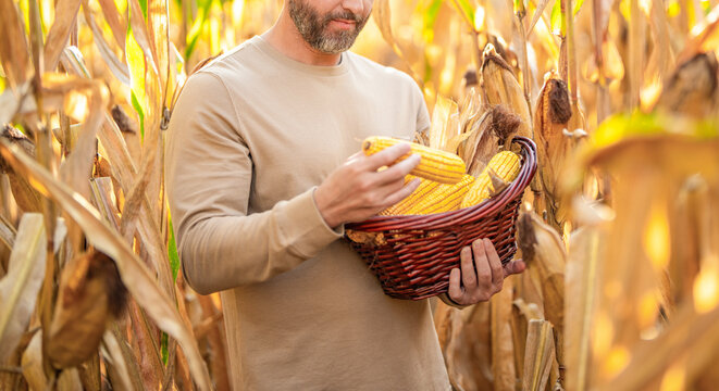Farmer man harvesting in corn field. Harvest crop in cornfield. Farmer man on field with maize basket. Hispanic farmer with corn harvest. Maize crop harvest. Maize harvest farming with basket