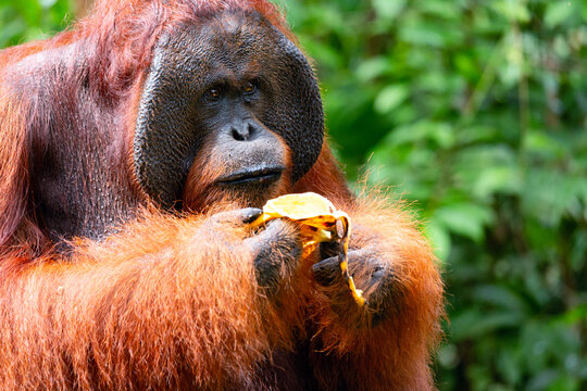 Huge male Orange Borneon orangutan Pongo pygmaeus eating banana. Tanjung Puting National park, Borneo, Indonesia