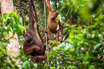 Female Borneon orangutan Pongo pygmaeus with her child on a tree. Tanjung Puting National park, Indonesia © Nikolay N. Antonov
