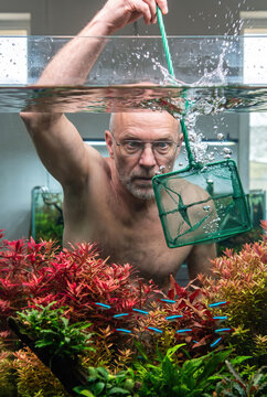 Intense mature man catching fish with a net in a beautiful planted aquarium, funny aquascaping and fishkeeping hobby concept