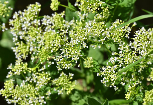 Lepidium draba (hoary cress or whitetop)