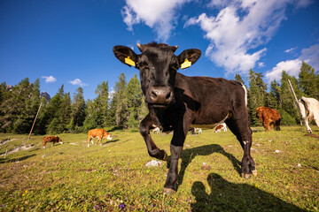 Młoda jałówka, Dolomity © Paweł Mielko