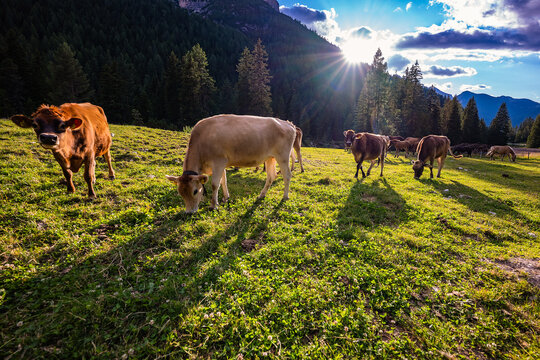 Stado kr&oacute;w w Dolomitach