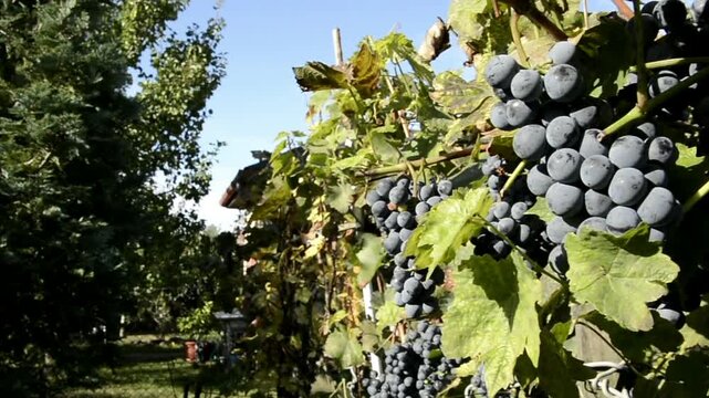 Bllue Othello grapes in October in a garden