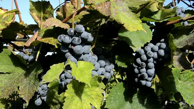 Bllue Othello grapes in October in a garden