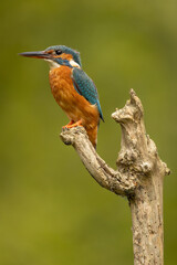Fototapeta premium Kingfisher bird perched on a branch in the United Kingdom with a beautifully blurred natural background, colourful female bird in a peaceful freshwater wetland habitat.