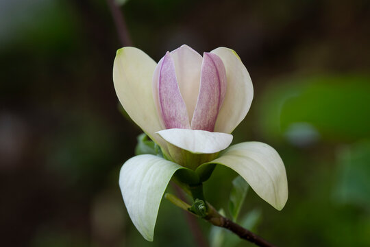 Botanical close-up of a rare hybrid magnolia 'Judy Zuk' against a soft green background.  Magnolia &times; brooklynensis 'Judy Zuk' flower in bloom with creamy white petals flushed pink. 