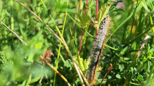 Fuzzy caterpillar climbs a grass stem amid greenery