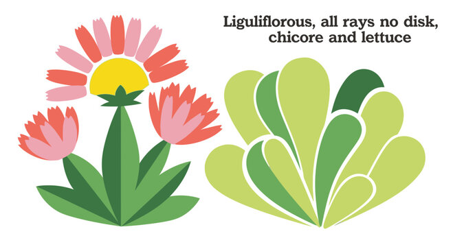 Floral illustration of chicore lettuce and tulip like blooms flat vector style