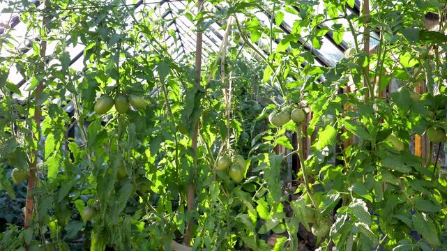 Sunlight filtering through the glass of a greenhouse, illuminating lush green tomato plants with unripe fruit growing on the vines. Creating serene and productive agricultural scene