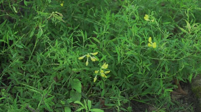 Bright yellow meadow vetchling flowers amidst lush green wild grass on a sunny day. Great for educational botany projects, regional flora databases, and environmental films. 