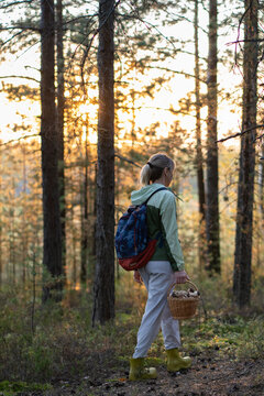 Seasonal foraging and spending time outdoors, active woman backpacker walking searching for edibles in woods, female nature explorer harvesting berries, mushrooms in forest on solo trip.