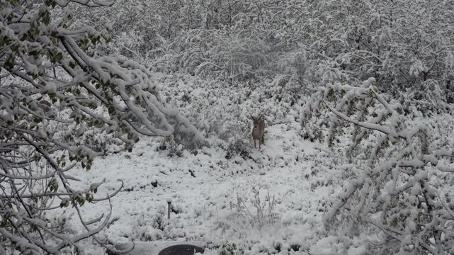 A graceful mule deer (Odocoileus hemionus) walks through a pristine, snow-covered winter forest. The mood is tranquil and serene, highlighting nature