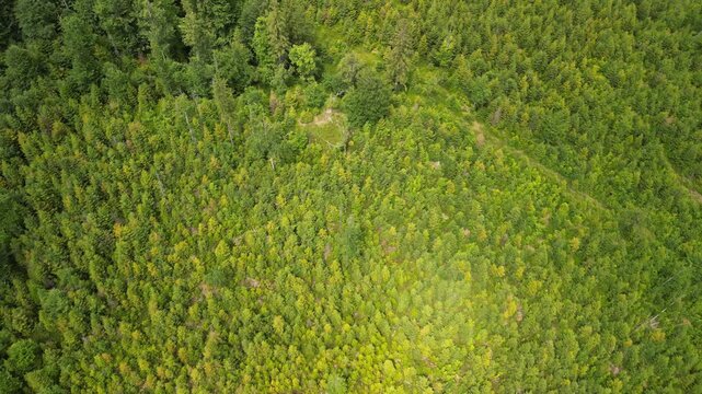 Szyndzielnia - Polska
Szczyt w Beskidzie Śląskim. Nagarnia ze szczytu zrobione dronem. Schronisko, wierza widokowa, widok na Bielsko Biała i okoliczne szczyty