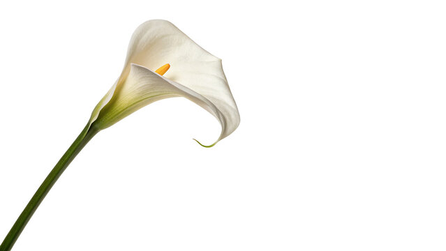 Beautiful fresh white calla lily flower botanical element isolated on a transparent background