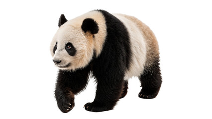 Cute giant panda bear sitting domestic wildlife animal fauna zoo asset isolated on transparent background © Ivan