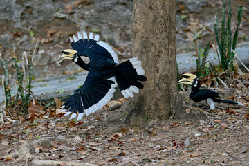 Oriental pied hornbills interacting with one in flight, Thailand © Sue Phillips