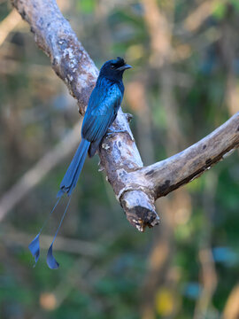 Greater racket-tailed drongo perched on a thick branch, Thailand