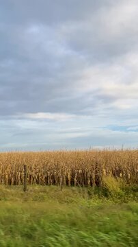 Point of view shot from a moving car capturing the scenic beauty of a cornfield ready for harvest during an autumn road trip through the american countryside on a cloudy day