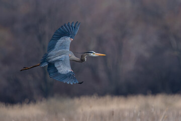Great blue heron flying in breeding plumage in spring, USA © Sue Phillips